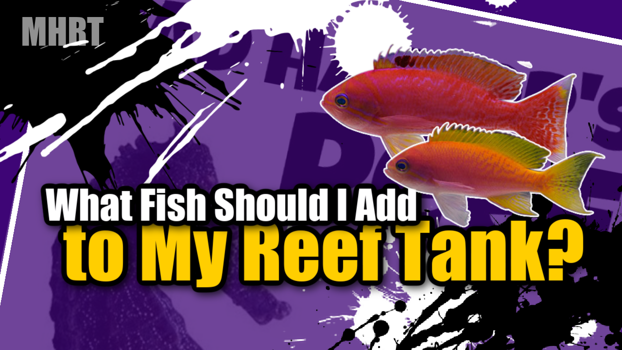 what-fish-should-i-add-to-my-reef-tank-mad-hatter-s-reef-tank