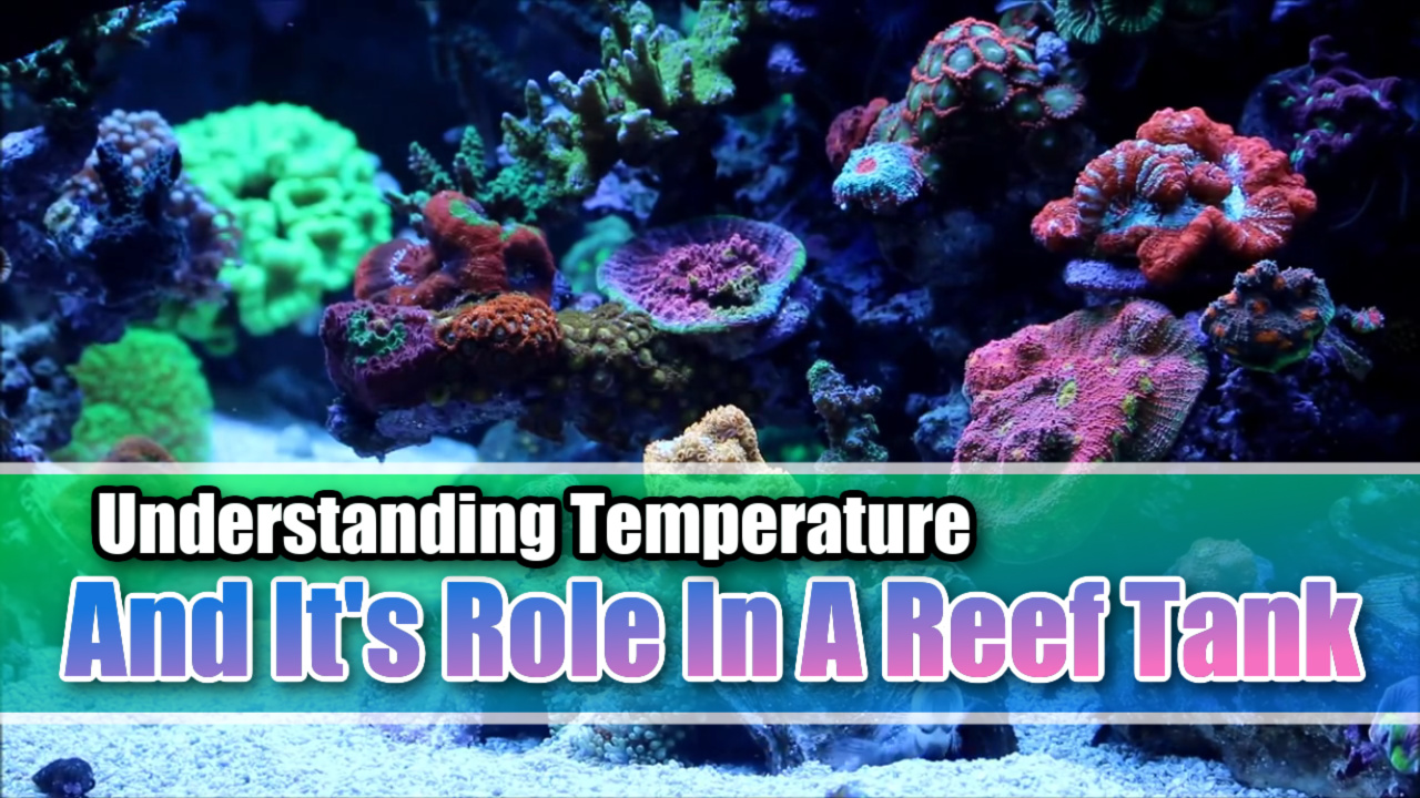 Understanding Temperature And It's Role In A Reef Tank - Mad Hatter's