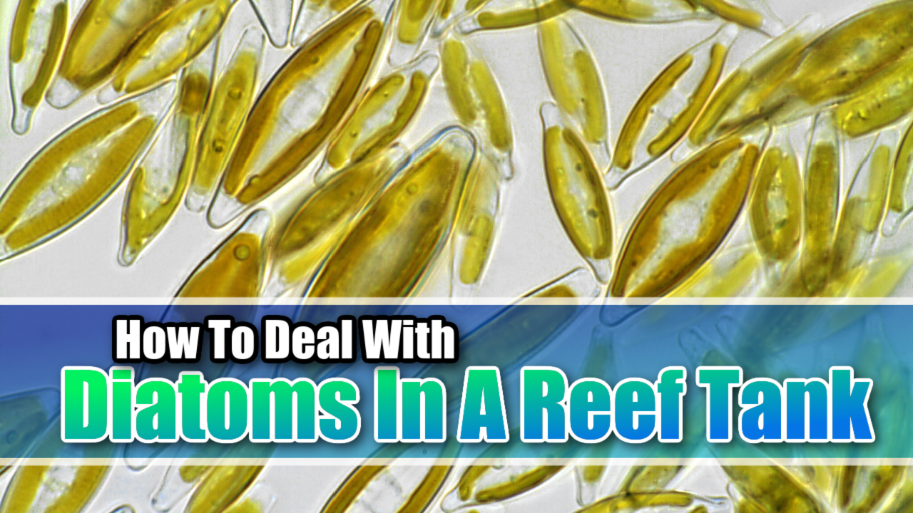 How To Deal With Diatoms In A Reef Tank - Mad Hatter's Reef Tank