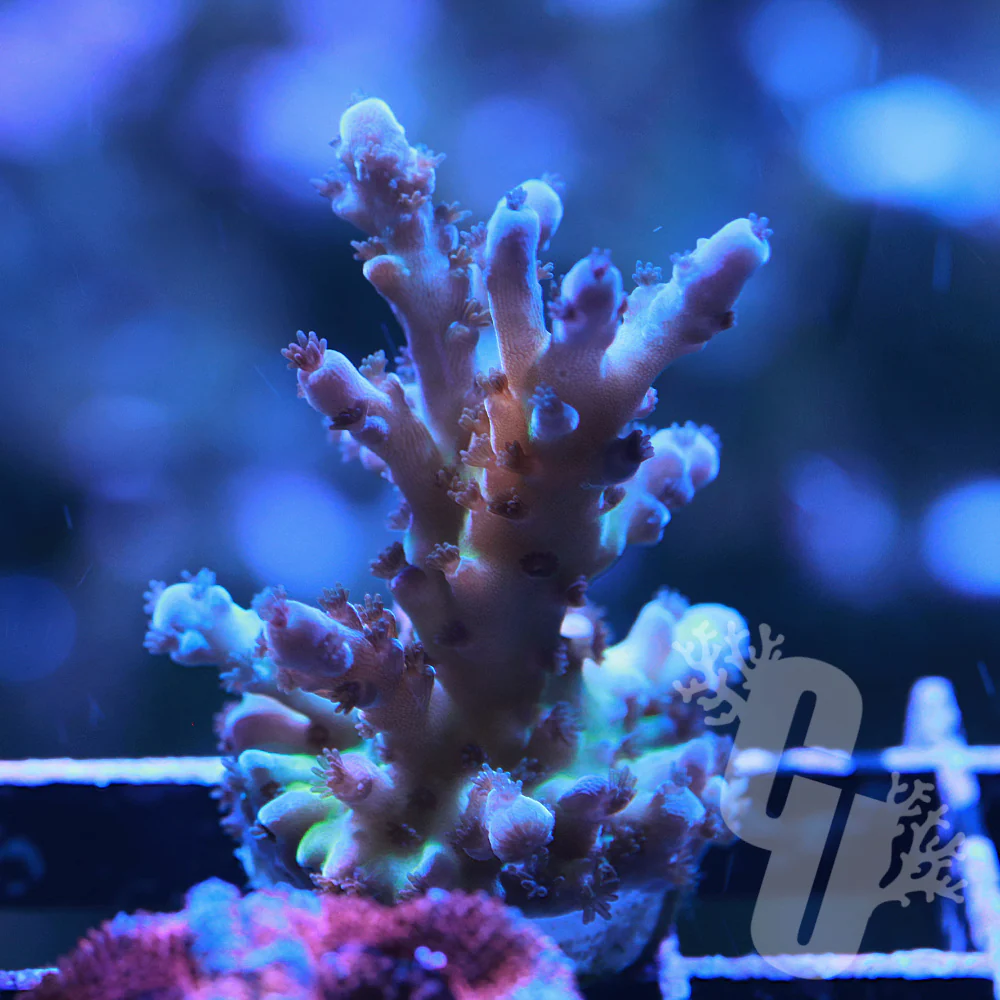 Beginners Guide: How To Get Started with SPS Corals - Mad Hatter's Reef ...