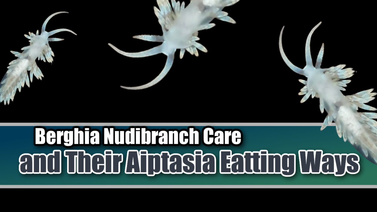 Berghia Nudibranch Care and Their Aiptasia Eating Ways - Mad Hatter's