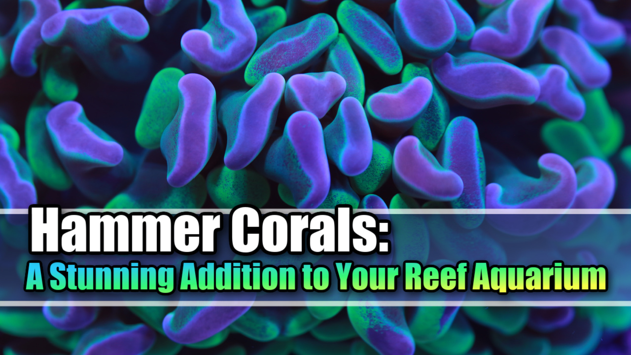 Hammer Corals: A Stunning Addition to Your Reef Aquarium - Mad Hatter's ...