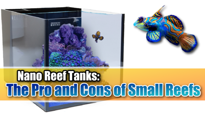 Nano Reef Tanks: The Pro and Cons of Small Reefs - Mad Hatter's Reef Tank