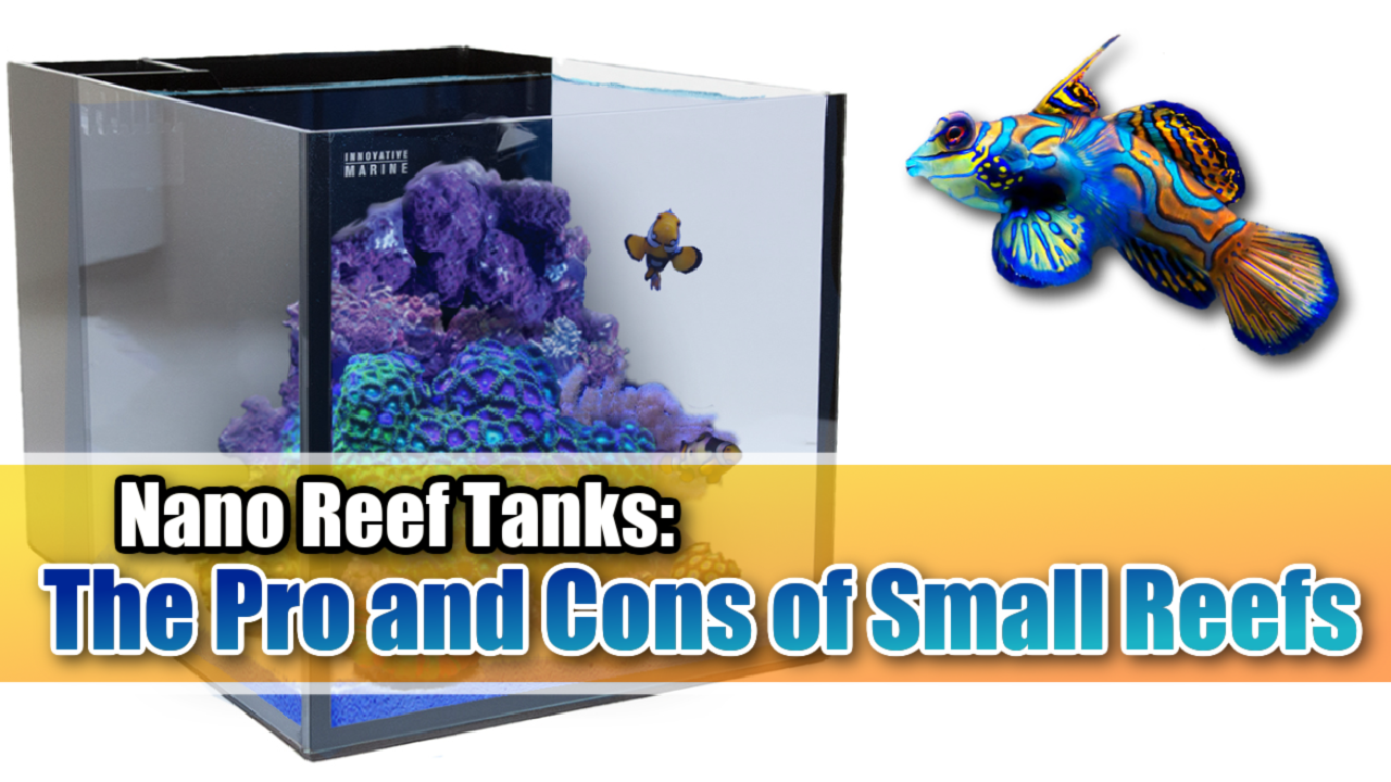 Small marine cheap fish tank