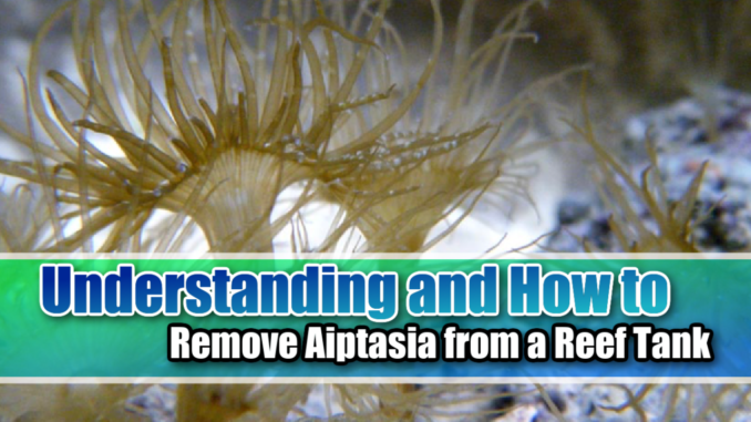 Eliminating Aiptasia Anemones From Saltwater Aquariums  