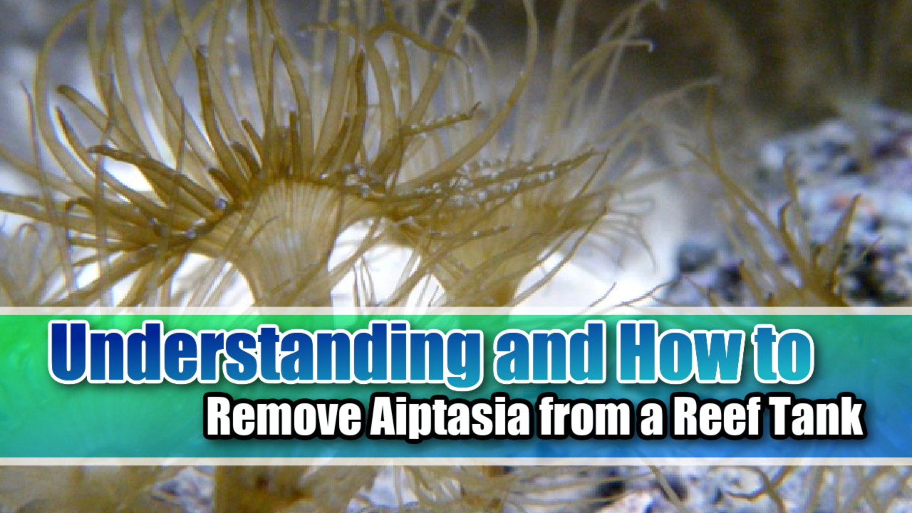 Understanding and How to Remove Aiptasia from a Reef Tank - Mad