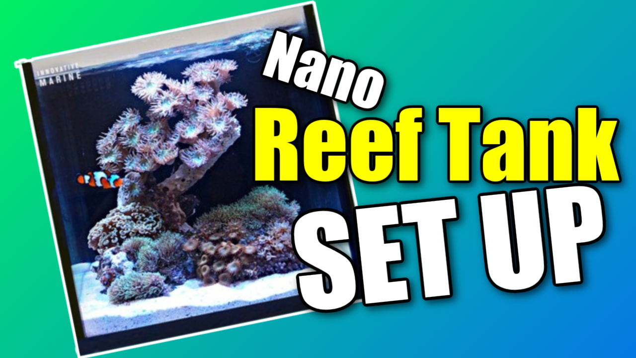 A Step-by-Step Guide to Setting Up A Nano Reef Tank - Mad Hatter's Reef Tank